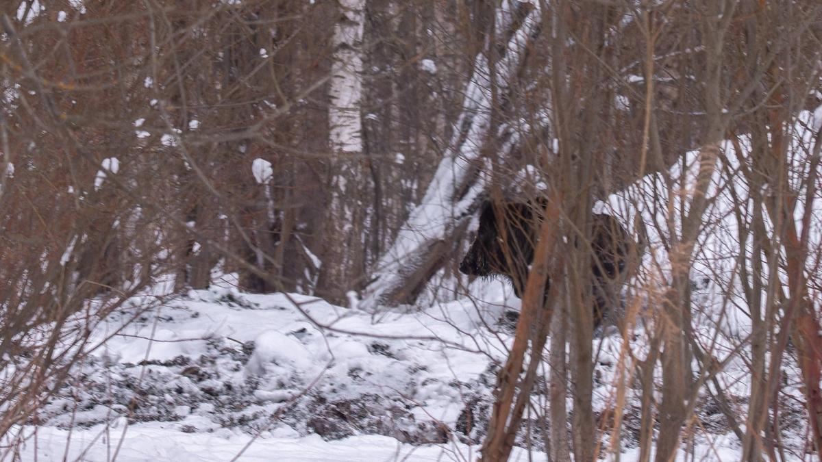 В Приморском районе кабан грациозно проскакал мимо фотографа