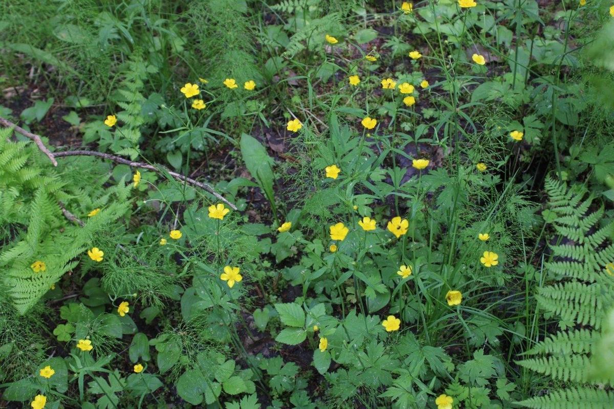 Лютик почти северный (Ranunculus subborealis Tzvelev). Один из охраняемых видов, уничтоженных в ходе лесозаготовок в 7-м квартале Важинского лесничества. Индикаторный вид старовозрастных заболоченных ельников. Включен в Красную книгу Ленинградской области. Фото: Ирина Сорокина
