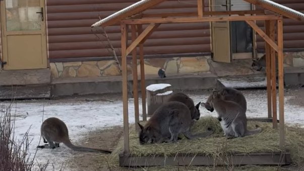 Фото: пресс-служба Ленинградского зоопарка
