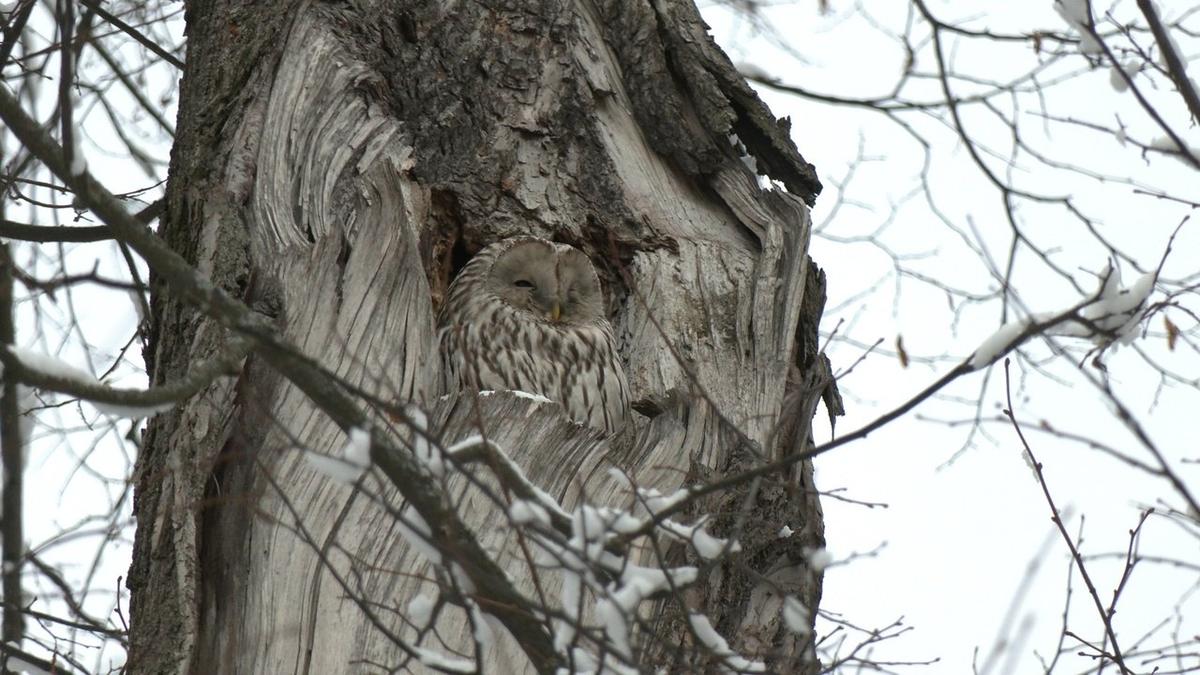 Уральская неясыть. Фото: «Каждой твари по паре / Павел Глазков»