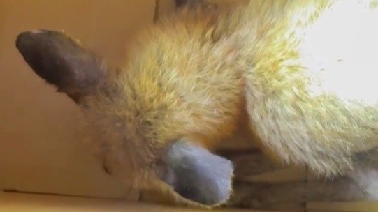 Скриншот: «Кошкиспас»