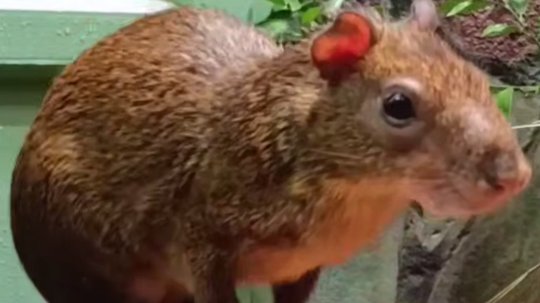 Скриншот видео: Ленинградский зоопарк