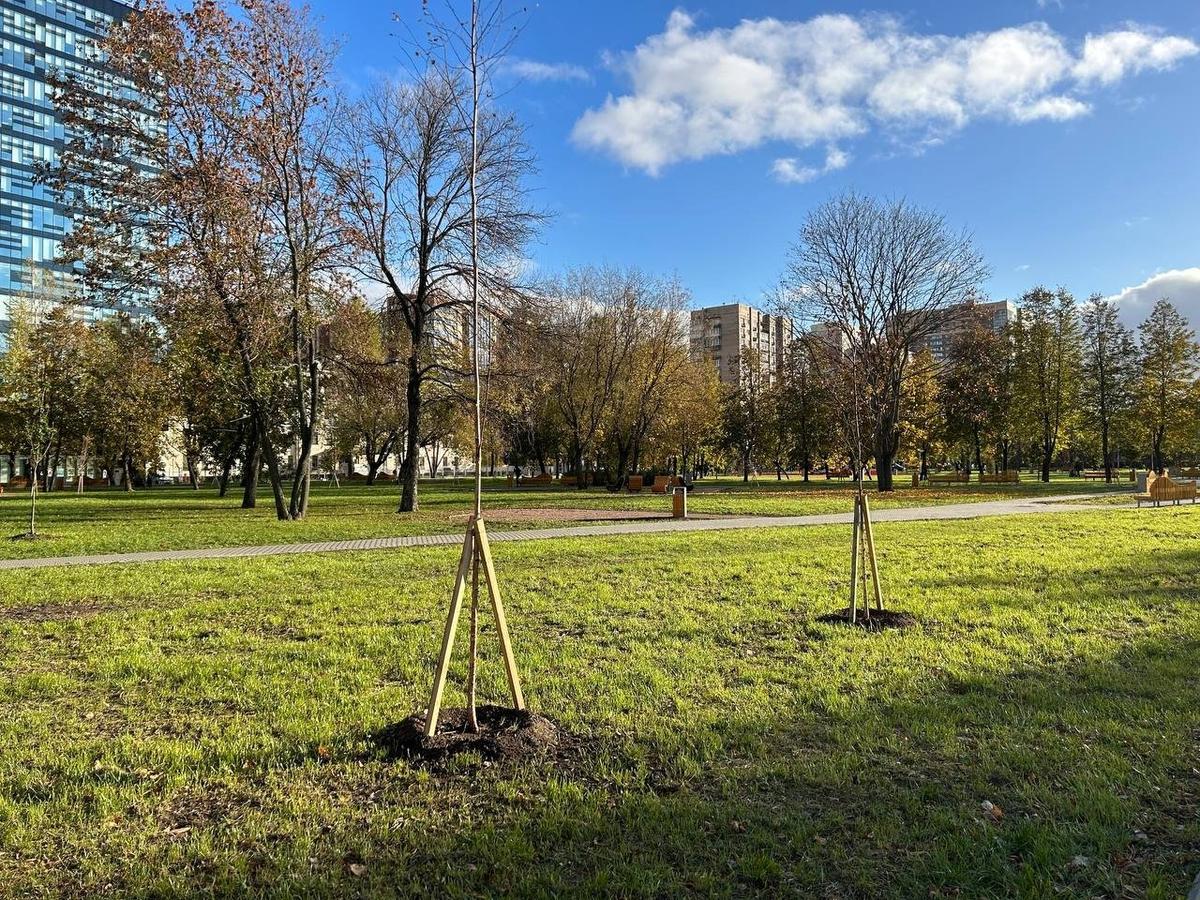 Свежи посадки в сквере. Фото: Дарья Дмитриева / MR7