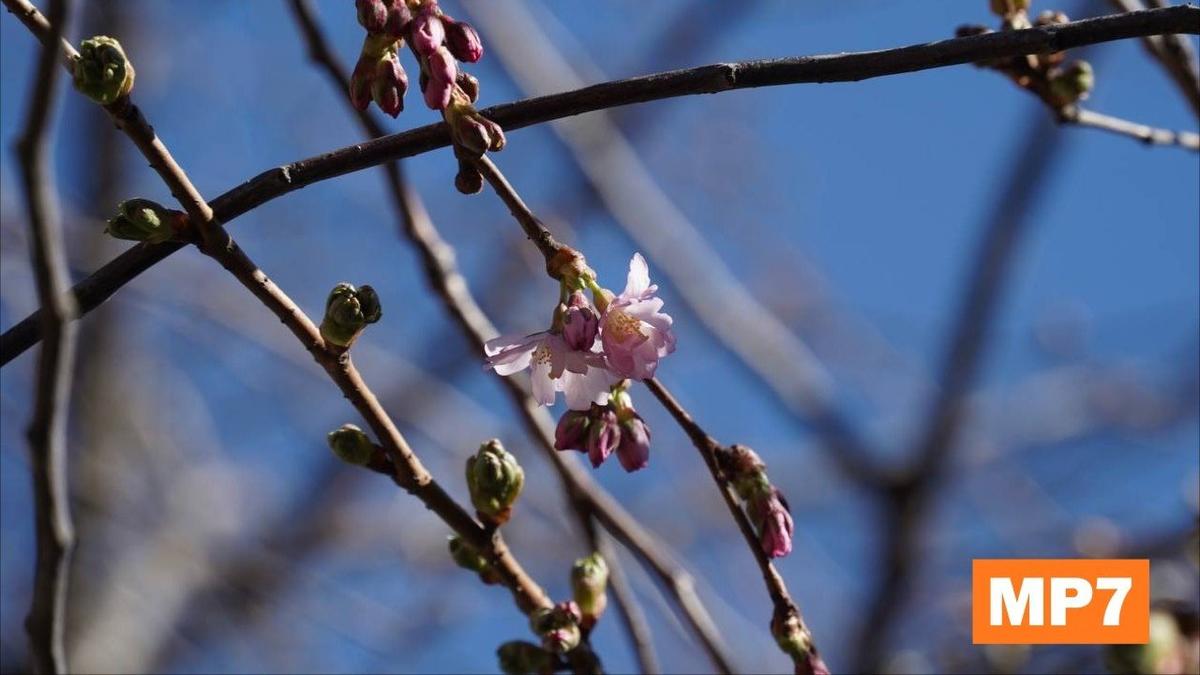Фото: Павел Борисенко / MР7