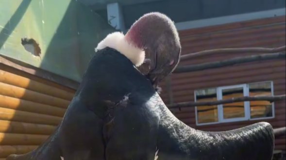 Фото: Ленинградский зоопарк