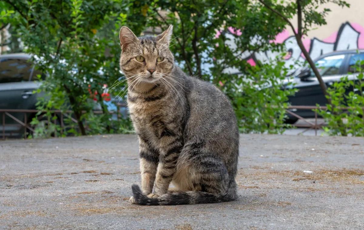 Бездомный котик. Фото: Олег Золото / MR7