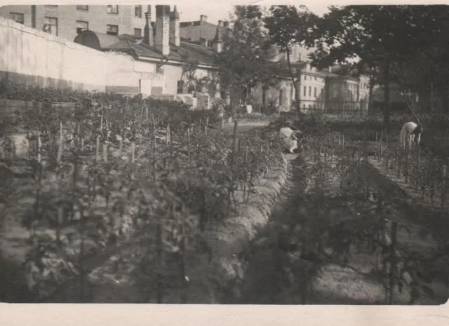 Огород на территории Юсуповской усадьбы во время блокады. Август 1942 г