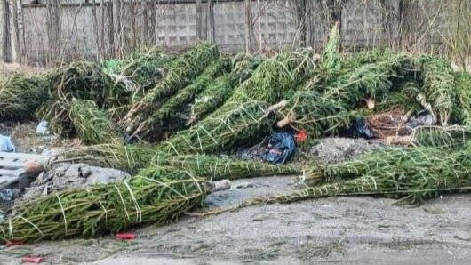 На Парашютной улице нашли кладбище новогодних ёлок