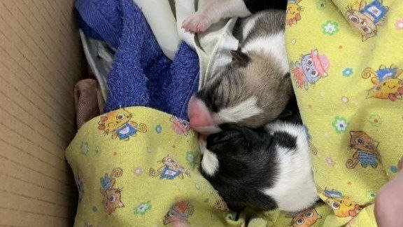 Фото: telegram-канал «BL Сосновый Бор»