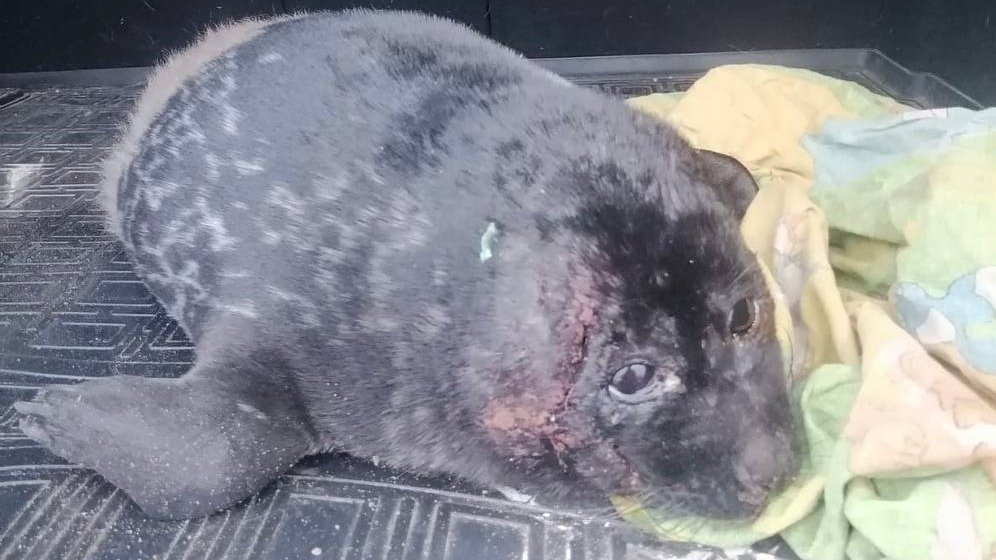 Фото: Фонд друзей балтийской нерпы