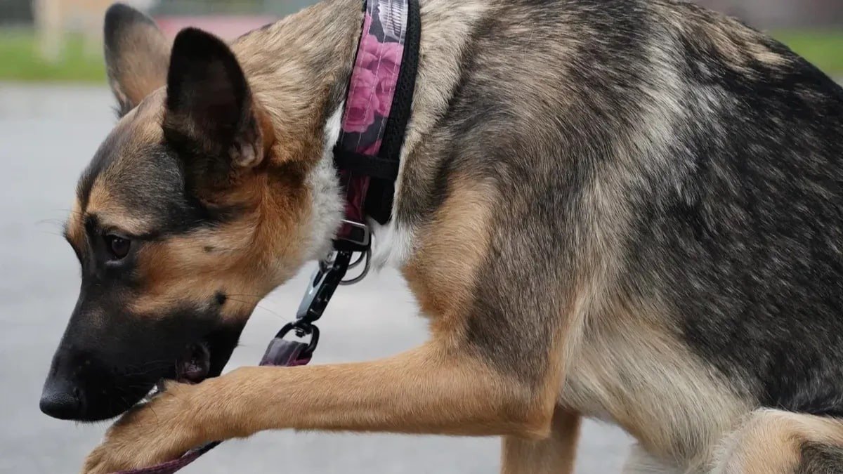 Фото: Павел Борисенко / MР7