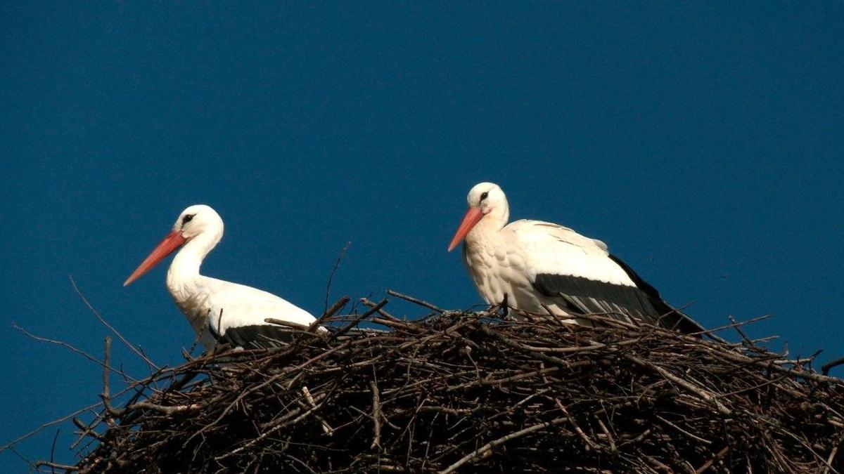 Фото: «Каждой твари по паре» / Павел Глазков