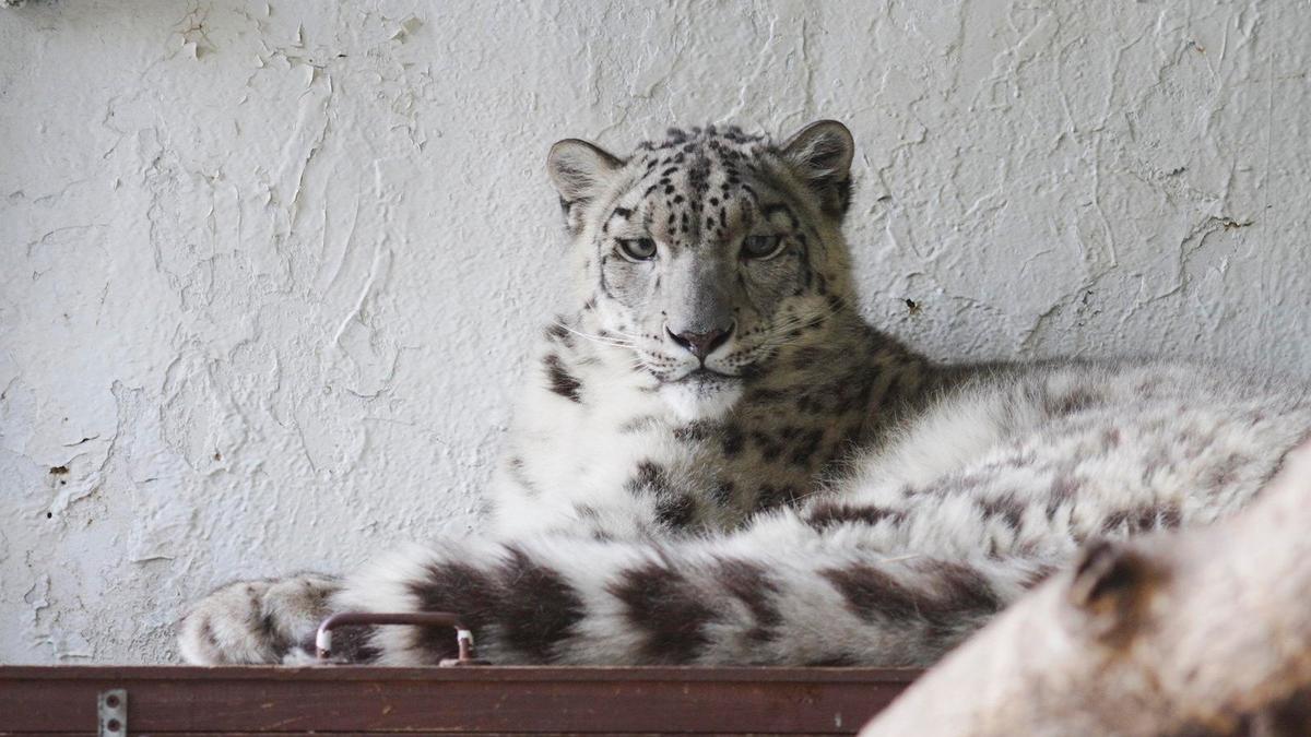 Фото: пресс-служба Ленинградского зоопарка