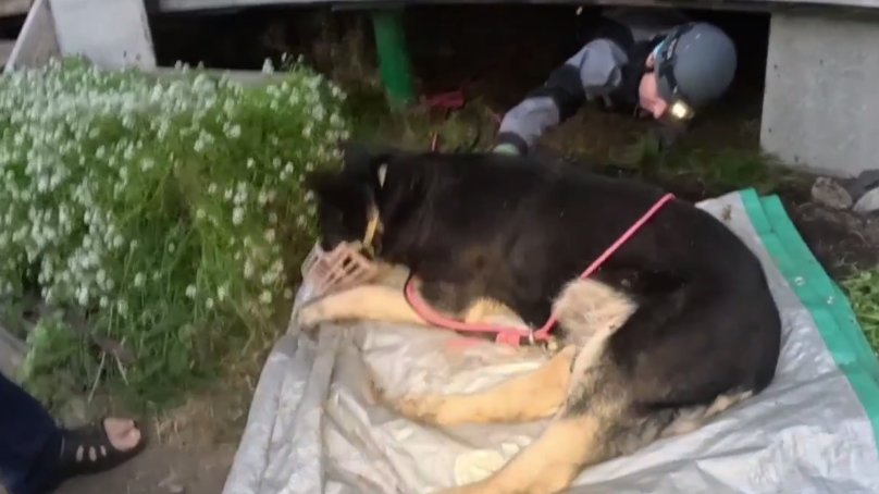 Скриншот видео: «Кошкиспас»