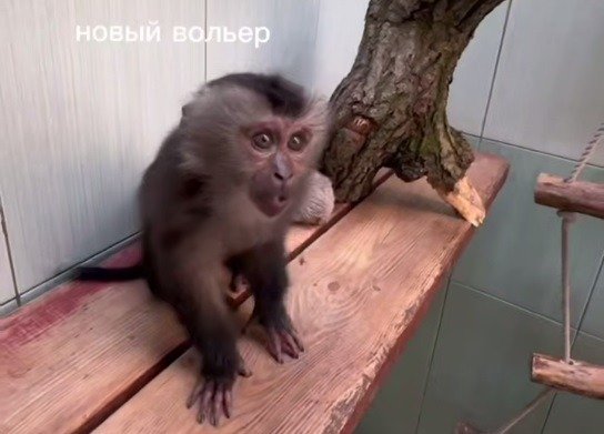 Скриншот видео: Ленинградский зоопарк