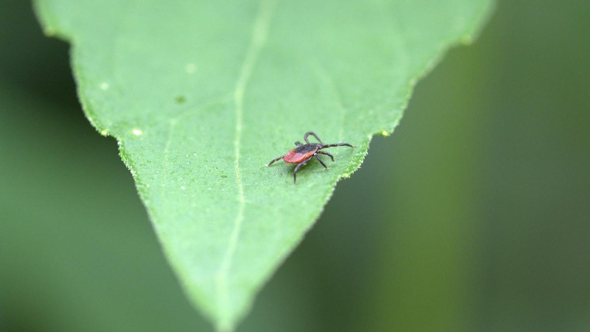Более 600 петербуржцев пострадали от укусов клещей за неделю