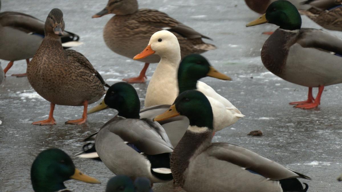 Фото: Павел Глазков / «Каждой твари по паре»