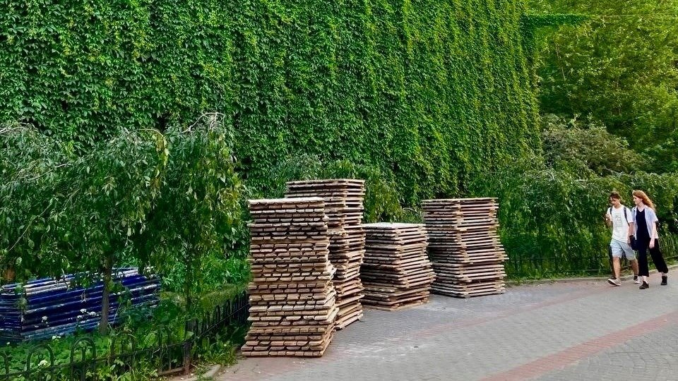 «Зелёная стена» из винограда в переулке Благоева оказалась под угрозой из-за капремонта фасада