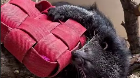 Скриншот видео: Ленинградский зоопарк