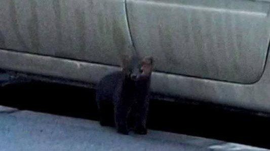 Фото: «Мурино / Девяткино Live»