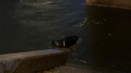 На Петроградской стороне заметили прилёгшую отдохнуть нерпу