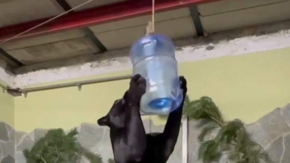 Фото: Ленинградский зоопарк