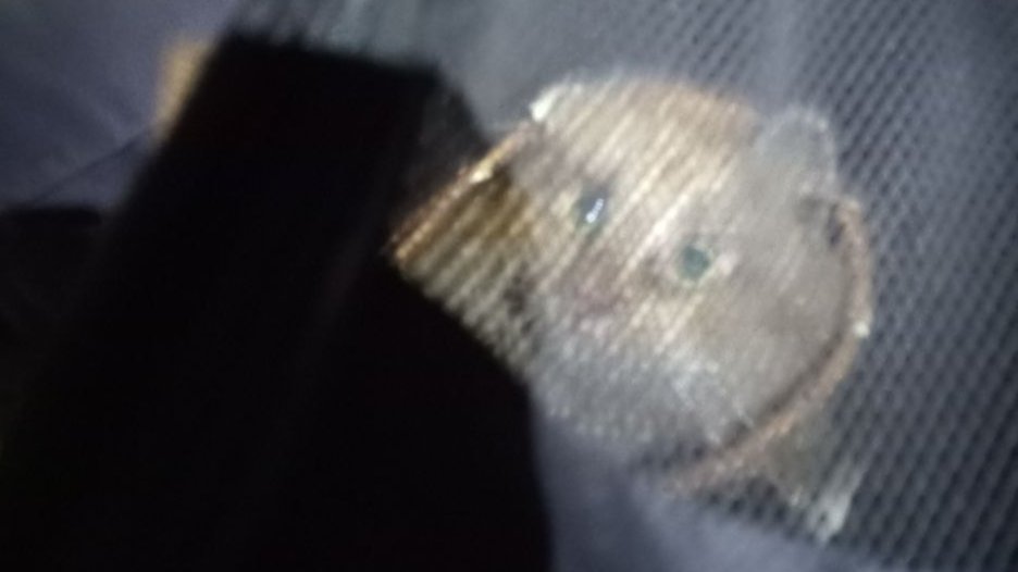 Фото: «Кошкиспас»