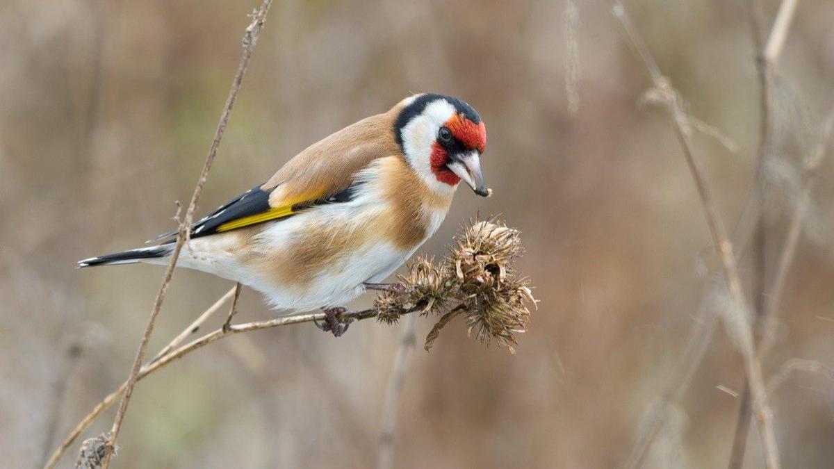 Фото: Павел Глазков / «Каждой твари по паре»