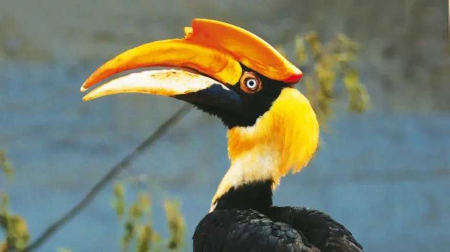 У Шанти всё хорошо: Ленинградский зоопарк рассказал о судьбе сбежавшей птицы