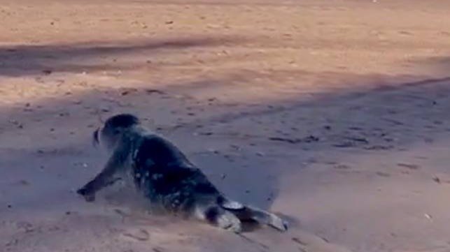 Изображение: Фонд друзей балтийской нерпы