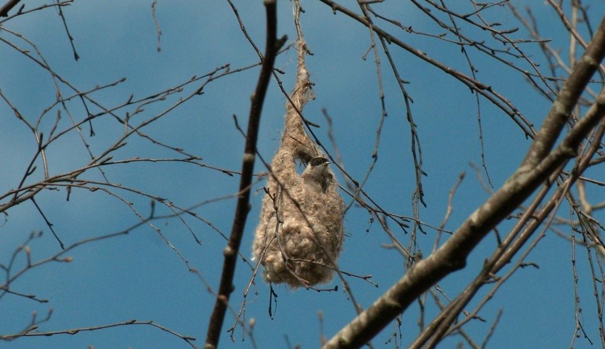 Фото: Павел Глазков / «Каждой твари по паре»