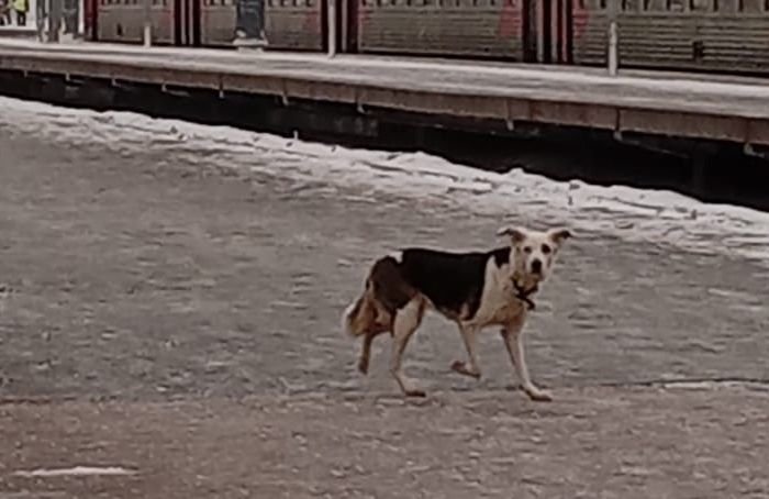 В парадные на улице Токарева подбросили трёх собак