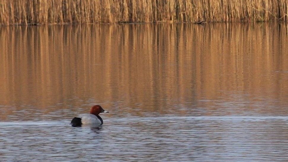 Фото: Павел Глазков / «Каждой твари по паре»