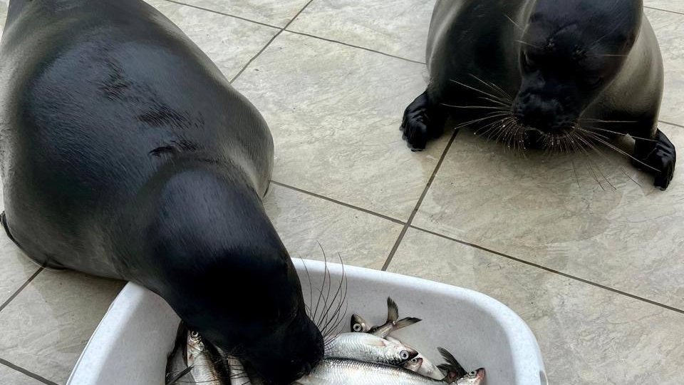 Нерпы Крошик и Шлиссик вернулись в Репино и готовятся к зиме