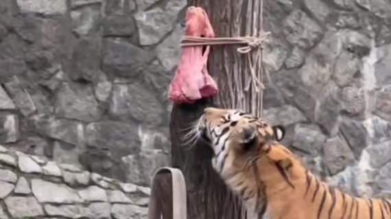 Скриншот видео: пресс-служба Ленинградского зоопарка