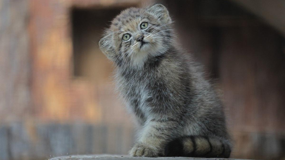 В Ленинградском зоопарке впервые за 16 лет родился манул
