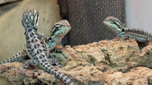 Фото: соцсети Ленинградского зоопарка