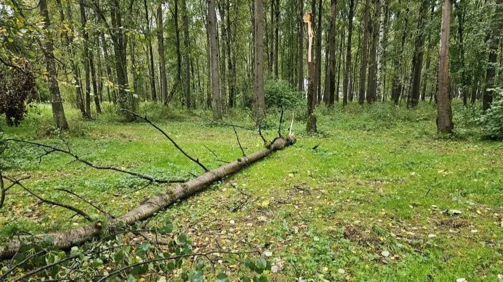 Штормовой ветер повалил 22 дерева: в Петербурге разбираются с последствиями непогоды
