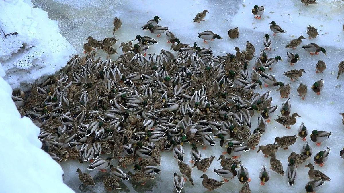 Фото: telegram-канал «Каждой твари по паре»