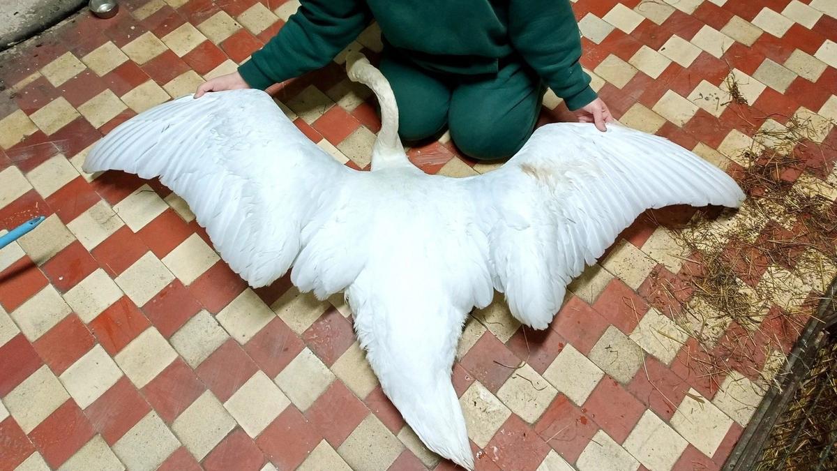 Центр реабилитации диких животных «Сирин»