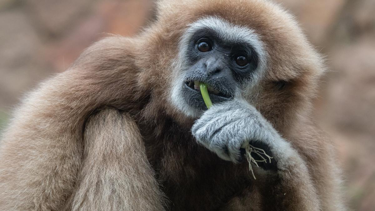 Ленинградский зоопарк перестанет продавать бумажные билеты с 13 марта