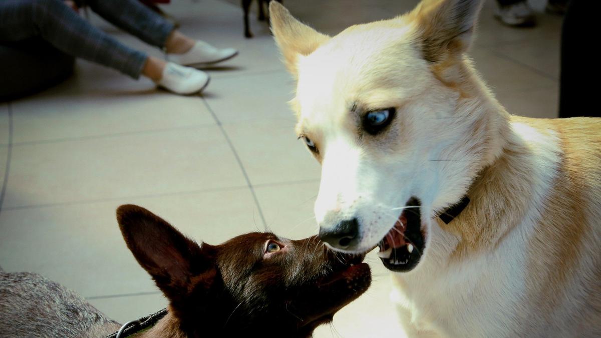 Возле ТРК «Лето» пройдёт Dog Fest — праздник для собак и их хозяев