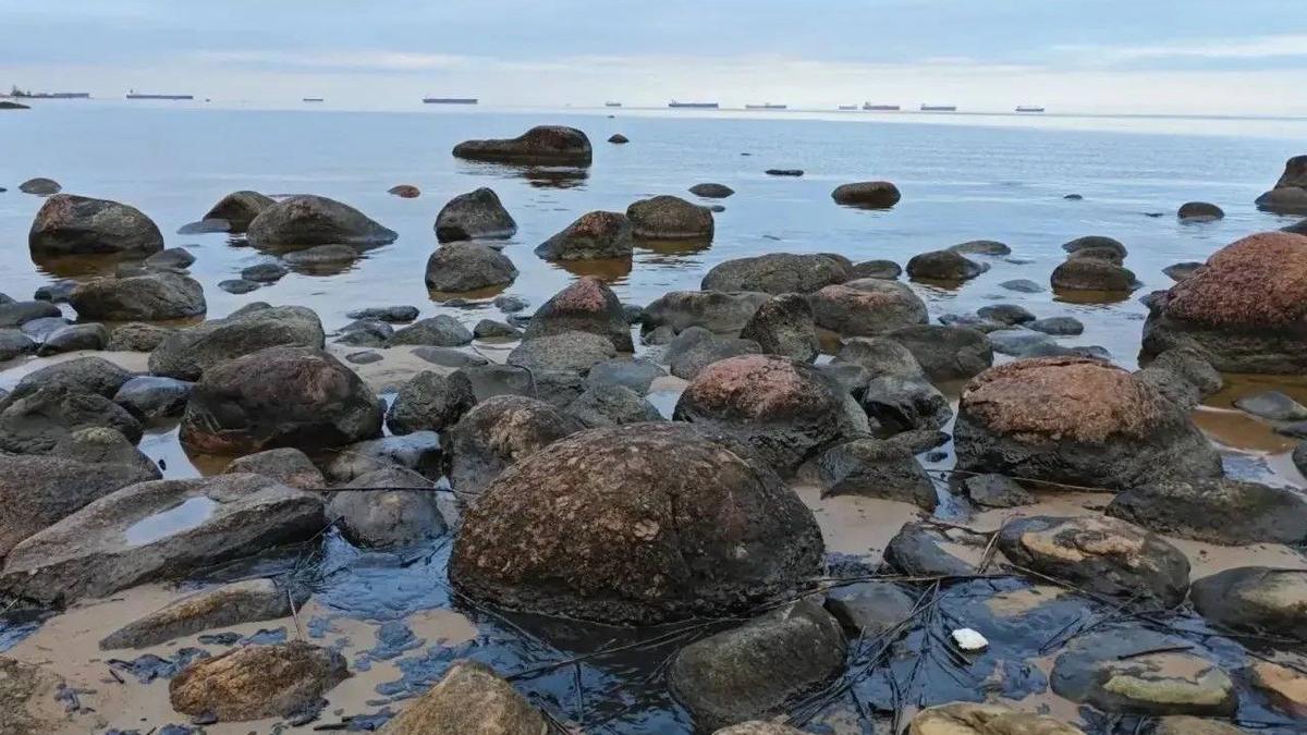 Фото: Эконадзор Ленобласти