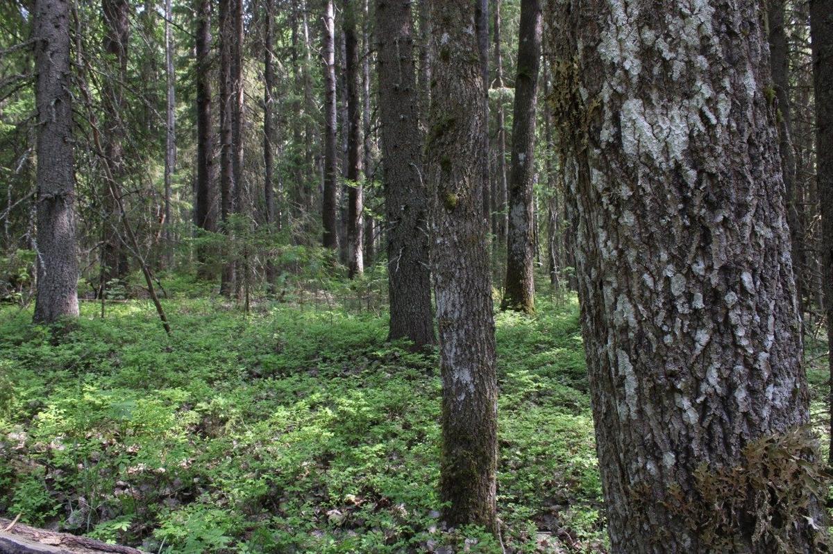 Важинскоге лесничество, 7-й квартал, 30 июня 2025 года. Фото: Ирина Сорокина