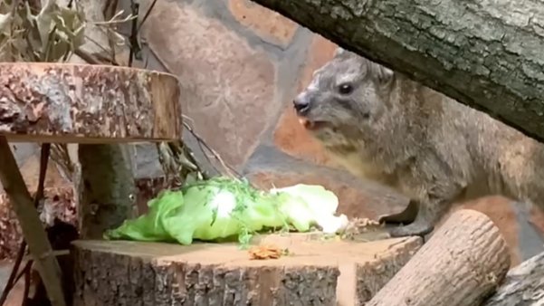 Ленинградский зоопарк показал, как обедает даман Сеня