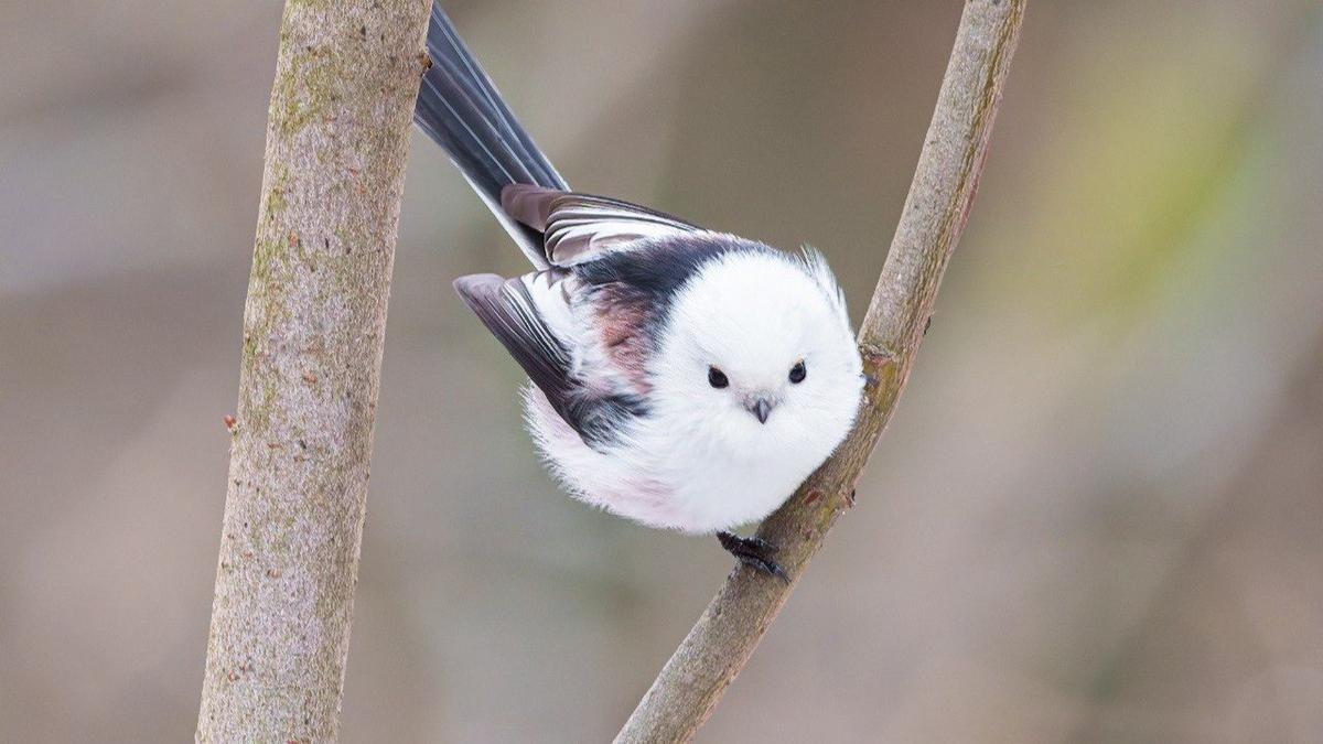 Фото: Станислав Крутоверцев / «Каждой твари по паре»