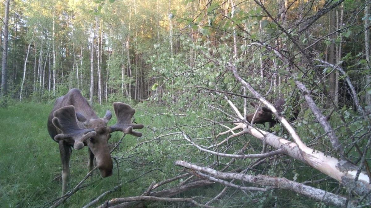 Фото: «Каждой твари по паре» / Павел Глазков