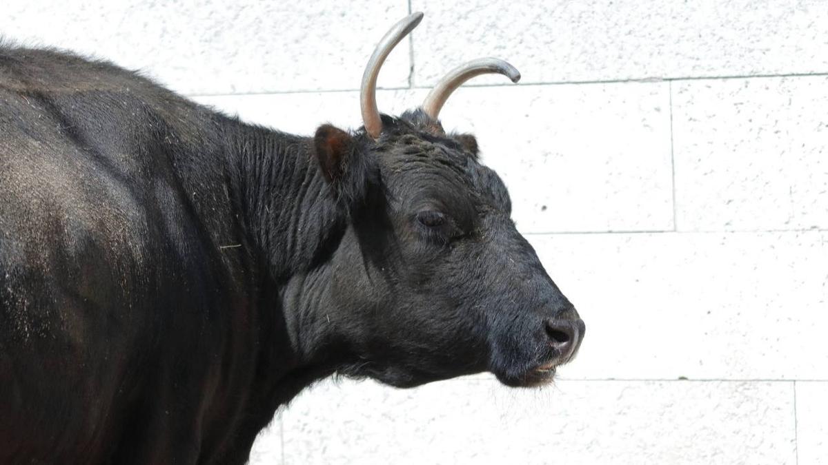 Корова Сахая. Фото: Ленинградский зоопарк
