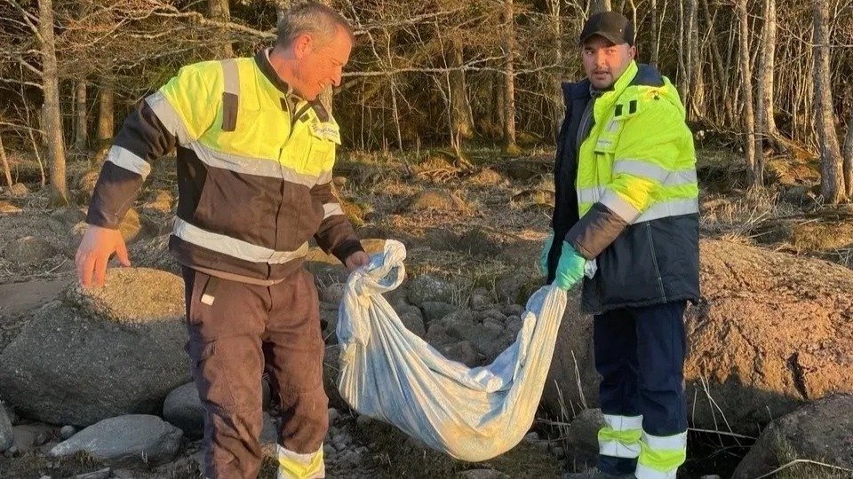 Фото: Фонд друзей балтийской нерпы