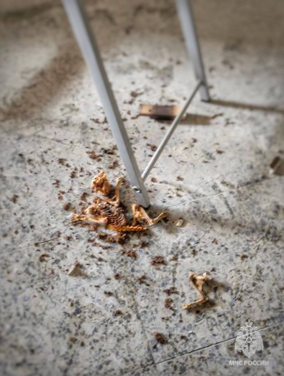Фото: пресс-служба МЧС России